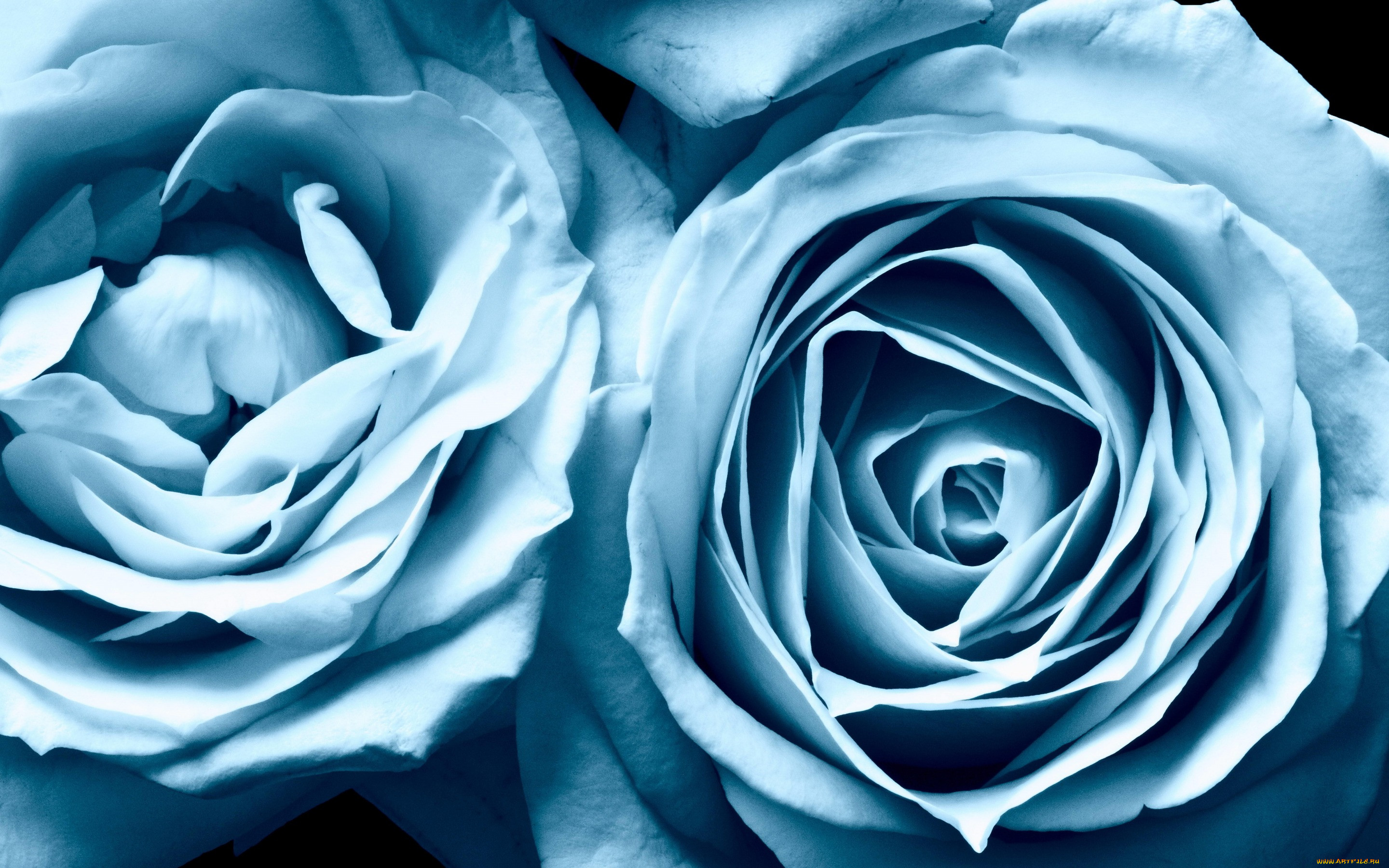 , , , roses, , blue, beauty